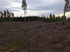 Hakkuujätteet on kerätty tarkasti alueen ainoalla avohakkuulla.