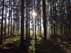 Vanhassa korvessa on nopea alusta. Ainakin A-radalla pääset viilettämään täällä.