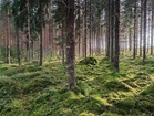 A- ja B-ratojen parasta maastonosaa. Tätä on toki aika vähän. Kuvaa epäiltiin tekoälyllä luoduksi - ei ole!
