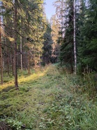 Vanhat metsäkoneurat toisinaan kasvavat saniaista tai vadelmaa. Tällaiset urat on toisinaan kuvattu kartalle keltaisella viivalla.
