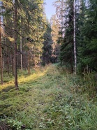 Vanhat metsäkoneurat toisinaan kasvavat saniaista tai vadelmaa. Tällaiset urat on toisinaan kuvattu kartalle keltaisella viivalla.