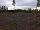 Hakkuujätteet on kerätty tarkasti alueen ainoalla avohakkuulla.