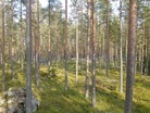 Hieno mäki, mutta ei alueen ainoa.