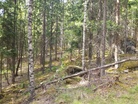 Alueelle tyypillistä sekametsää. Maastopohjan kivisyyttä useimmiten liioitellaan.