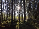 Vanhassa korvessa on nopea alusta. Ainakin A-radalla pääset viilettämään täällä.